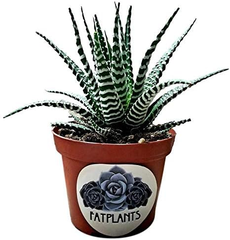 Haworthia fasciata 'superwhite', Live Succulent Fully Rooted in 4" Pots with Soil Mix, Rare House Plant for Home Office Indoor Outdoor Wedding Decoration, DIY Projects, Party Favor Gift