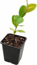 2 Carolina Cherry Laurel Shrubs - 4-6" Tall Live Plants - 3" Pots - Laurel Bush/Hedge Seedlings - Prunus caroliniana - (2 Pack)