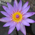 Live Water Lilies Rhizomes (Tubers) | Pre-Grown Hardy Lilies in White, Red, Yellow, Pink (Purple)