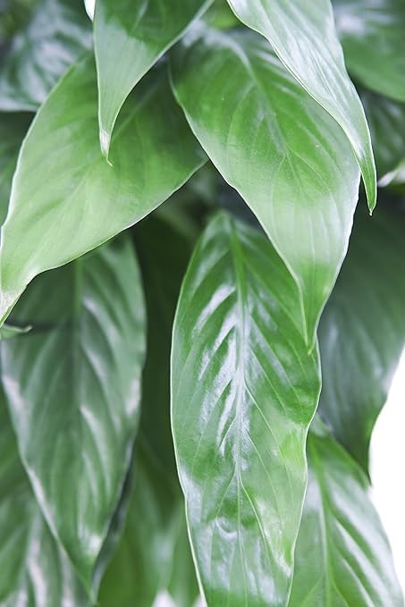 Large Purifying Peace Lily in 6 inch Pot - Fall Collection - KaBloom Prime Next Day - Gift for Birthday, Get Well, Easter, Valentine, Mother’s Day Fresh Flowers