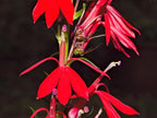 Red Cardinal Flower - Live Plant - Lobelia cardinalis - Vibrant Red Blooms, Attracts Hummingbirds Perennial, 3 Inch Pot, Traditional Medicinal & Garden Herb, Easy to Grow, Hardy Perennial