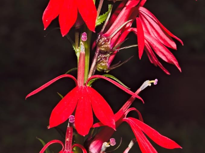 Red Cardinal Flower - Live Plant - Lobelia cardinalis - Vibrant Red Blooms, Attracts Hummingbirds Perennial, 3 Inch Pot, Traditional Medicinal & Garden Herb, Easy to Grow, Hardy Perennial