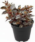 Peperomia 'Metallica' (4 inch) - Pet-Friendly Houseplants - Attractive Indoor Plants, Easy to Grow, Pet Safe Plants for Cats & Dogs, Ideal for Home Decor, Office & Gift