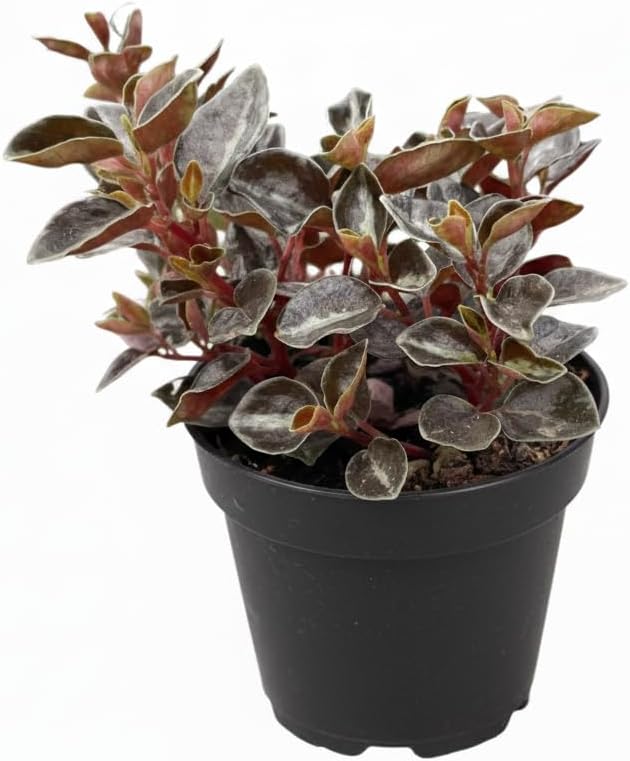 Peperomia 'Metallica' (4 inch) - Pet-Friendly Houseplants - Attractive Indoor Plants, Easy to Grow, Pet Safe Plants for Cats & Dogs, Ideal for Home Decor, Office & Gift