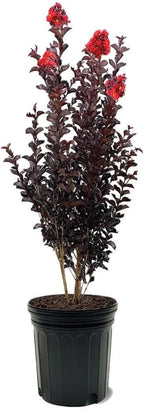 Black Diamond Crimson Red Crape Myrtle Live Tree, 1 Gallon Potted, Red Flowers | Arbor Day Foundation (Due to Agricultural Laws, Unavailable to CA, AZ)