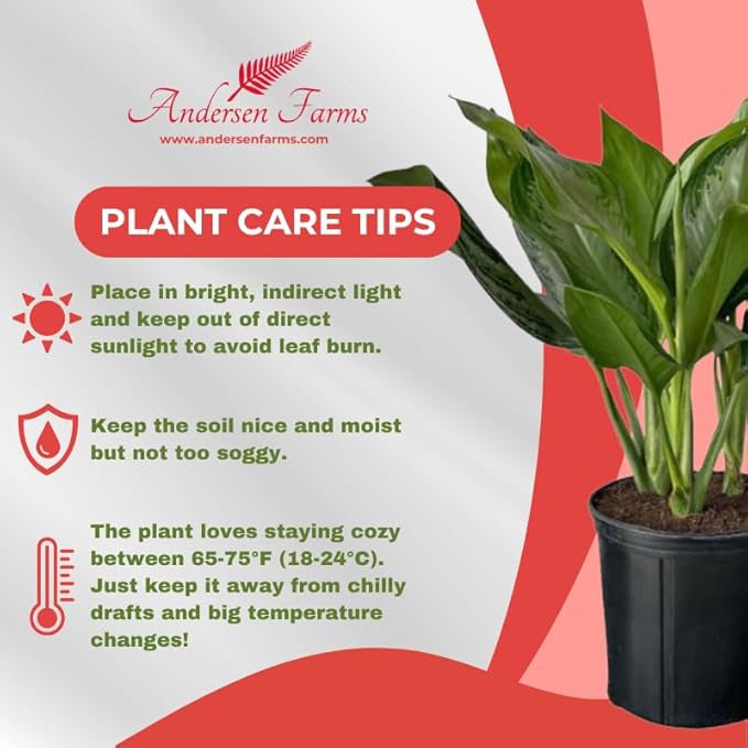Aglaonema Silver Bay – 10 Inches Grower Pot – Live Indoor/Outdoor Air Purifying Plant – Easy Care Silver Green Foliage for Home and Office Decoration