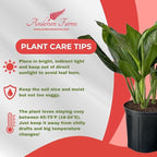 Aglaonema Silver Bay – 10 Inches Grower Pot – Live Indoor/Outdoor Air Purifying Plant – Easy Care Silver Green Foliage for Home and Office Decoration