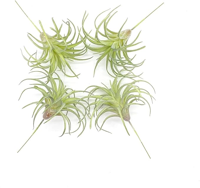 4 Pack Artificial Succulent Plants Flocked Air Plants Grass Faux Flocking Tillandsia Air Plants Bromeliads for Home Garden Decor Terrarium Project Fake Artificial Plants Arrangement
