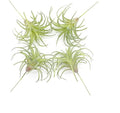 4 Pack Artificial Succulent Plants Flocked Air Plants Grass Faux Flocking Tillandsia Air Plants Bromeliads for Home Garden Decor Terrarium Project Fake Artificial Plants Arrangement