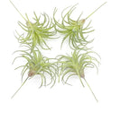 4 Pack Artificial Succulent Plants Flocked Air Plants Grass Faux Flocking Tillandsia Air Plants Bromeliads for Home Garden Decor Terrarium Project Fake Artificial Plants Arrangement