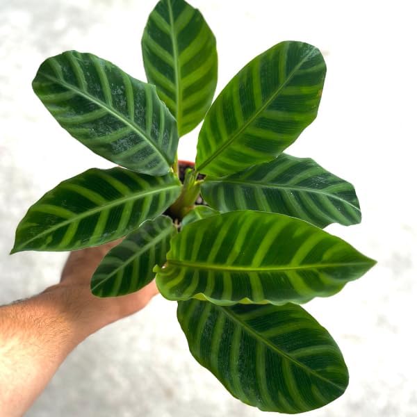 Calathea Zebrina Live Plant in 4" Pot - Calathea Plants Live - Pet Safe Easy to Grow Air Purifying Indoor House Plants Flowers for Home Office Wedding Decor & Birthday Gift(Heat Pack Included)