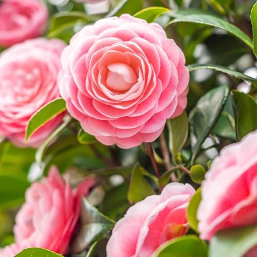 9 Months Old Camellia Tree Live Plant, Camellias Plants Shrub, Large Flower Well-Rooted in Pot, Indoor Outdoor, Cold Hardy (Pink)