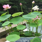 Bonsai Lotus Seeds for Planting | 10 Seeds | Beautiful Flowering Aquatic Bonsai Plant Seeds | Aquatic Water Lotus for Planting | Grow in Koi Pond, Bowl, or Container | Easy Bonsai Style