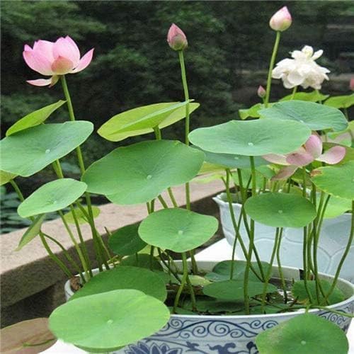 Bonsai Lotus Seeds for Planting | 10 Seeds | Beautiful Flowering Aquatic Bonsai Plant Seeds | Aquatic Water Lotus for Planting | Grow in Koi Pond, Bowl, or Container | Easy Bonsai Style