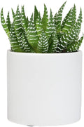 Haworthia Succulent Plant Live in White Planter, Live Succulents Plants Live Plants, Live Indoor Plants Live Houseplants, Low Light House Plants, Succulent Plants Cactus Plants Live by Plants for Pets
