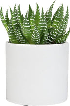 Haworthia Succulent Plant Live in White Planter, Live Succulents Plants Live Plants, Live Indoor Plants Live Houseplants, Low Light House Plants, Succulent Plants Cactus Plants Live by Plants for Pets