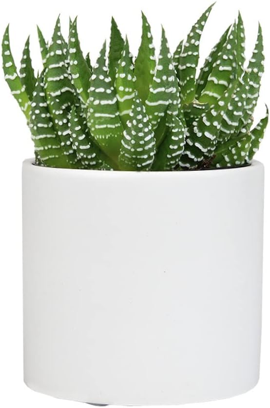 Haworthia Succulent Plant Live in White Planter, Live Succulents Plants Live Plants, Live Indoor Plants Live Houseplants, Low Light House Plants, Succulent Plants Cactus Plants Live by Plants for Pets
