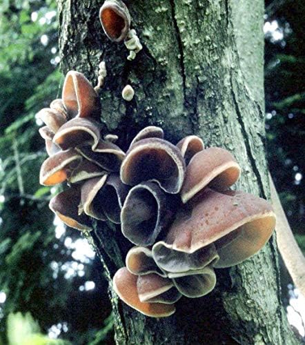 Root Mushroom Farm- Mushroom Liquid Cultures/Wood Ear(Auricularia Auricula-judae)