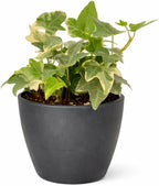 Glacier English Ivy (4 inch) - Air-Purifying Houseplants - 4/6 inch Unique Live Decorative Houseplants - Low-Maintenance Indoor Plants, House Warming Gift, Natural Air Purifier
