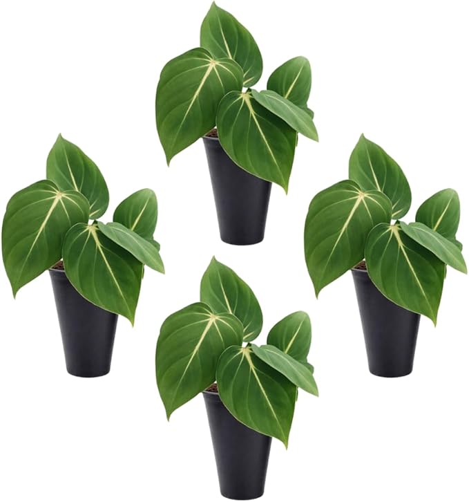 Philodendron Gloriosum Plant (4 Pack) Live Starter Plug Plants, Rare Indoor Tropical Houseplants, Velvet Leaf Philodendron, Easy Care Foliage Plants Live