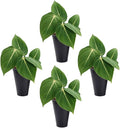Philodendron Gloriosum Plant (4 Pack) Live Starter Plug Plants, Rare Indoor Tropical Houseplants, Velvet Leaf Philodendron, Easy Care Foliage Plants Live