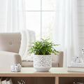 Austral Gem Fern (6 inch) - Pet-Friendly Houseplants - Attractive Indoor Plants, Easy to Grow, Pet Safe Plants for Cats & Dogs, Ideal for Home Decor, Office & Gift