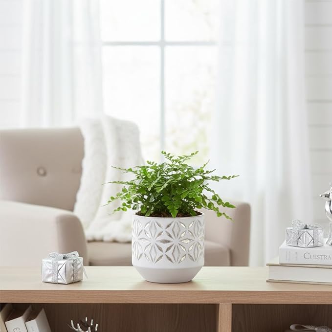 Austral Gem Fern (4 inch) - Pet-Friendly Houseplants - Attractive Indoor Plants, Easy to Grow, Pet Safe Plants for Cats & Dogs, Ideal for Home Decor, Office & Gift