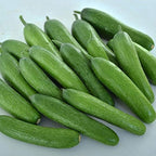 Park Seed Variety of Cucumber Seeds – Mini-Me F1 Organic & Green Light F1 | Easy to Grow, Non-GMO, Crisp & Flavorful Cucumbers for Snacking and Harvesting | Garden Bundle