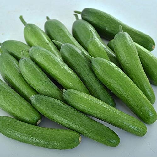 Park Seed Variety of Cucumber Seeds – Mini-Me F1 Organic & Green Light F1 | Easy to Grow, Non-GMO, Crisp & Flavorful Cucumbers for Snacking and Harvesting | Garden Bundle