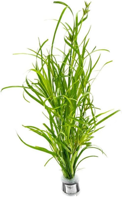 SubstrateSource Live Plants – Creeping Rush (Juncus repens) – Medium Light, Bright Green, Midground Accent – Lead Bunch, 4 Pack