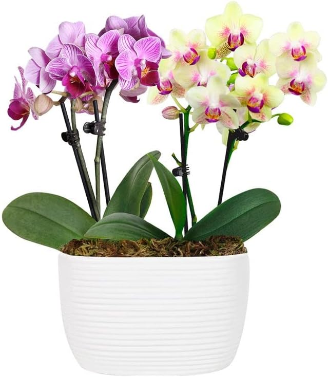From You Flowers - Strawberry Lemonade Mini Orchid Duo for Birthday, Anniversary, Get Well or Celebration