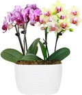 From You Flowers - Strawberry Lemonade Mini Orchid Duo for Birthday, Anniversary, Get Well or Celebration