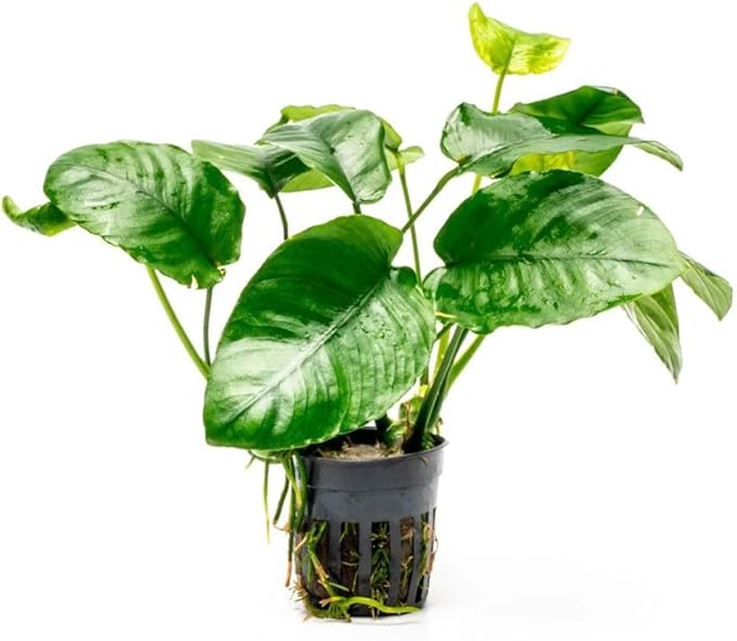 SubstrateSource Anubias Live Aquarium Plants - Potted Freshwater Plant for Fish Tanks, Terrariums - Beginner Friendly Low Light (Barteri Wrinkle Leaf, 1 Pot)