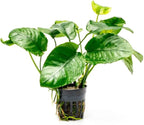 SubstrateSource Anubias Live Aquarium Plants - Potted Freshwater Plant for Fish Tanks, Terrariums - Beginner Friendly Low Light (Barteri Wrinkle Leaf, 1 Pot)