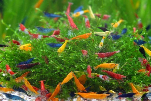 SF Aquatic™ 10 Mix Neocaridina High Grade Neocaridina Live Freshwater Aquarium Shrimps. Fully Mature Breeding Age. Live Arrival Guarantee.