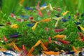 SF Aquatic™ 10 Mix Neocaridina High Grade Neocaridina Live Freshwater Aquarium Shrimps. Fully Mature Breeding Age. Live Arrival Guarantee.
