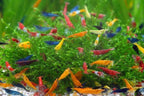 SF Aquatic™ 10 Mix Neocaridina High Grade Neocaridina Live Freshwater Aquarium Shrimps. Fully Mature Breeding Age. Live Arrival Guarantee.