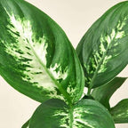 Dieffenbachia Camille Live Plant for Indoor | Different Houseplants in 3'' Pot | Real House Plant for Living Room, Office, Desk & Bathroom | Cane | Camille
