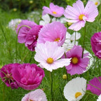 Rare Blush Pink Cosmos Seeds for Planting Non-GMO Cupcakes Cosmos Seeds Outdoors Graden - 300 Seeds