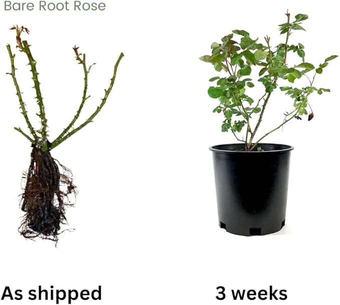 Red Climbing Rose Live Plant, Can Grow As Rose Bushes Shrubs, Fragrant Ready to Plant, Starter Size, 5 to 10 Inc Tall, Dormant in Winter