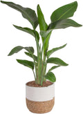 Costa Farms White Bird of Paradise Live Plant in Decorative Pot, Large Indoor Houseplant, Perfect for Home, Room, or Office Decor, Great House Warming or Birthday Gift, 2-3 Feet Tall