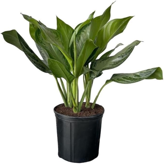 Aglaonema Silver Bay – 10 Inches Grower Pot – Live Indoor/Outdoor Air Purifying Plant – Easy Care Silver Green Foliage for Home and Office Decoration