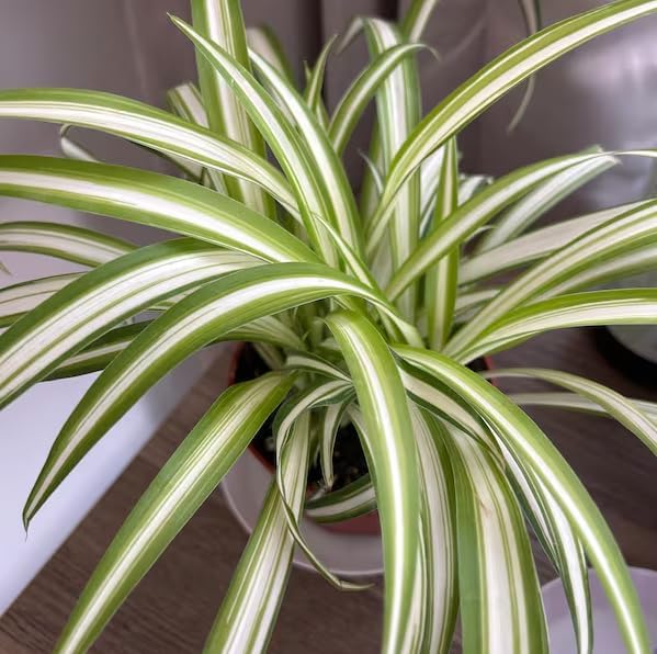 Curly Spider Plant Live House Plants, Air Purifying Plants Indoor Chlorophytum Airplant 2" Pot