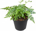 Austral Gem Fern (4 inch) - Pet-Friendly Houseplants - Attractive Indoor Plants, Easy to Grow, Pet Safe Plants for Cats & Dogs, Ideal for Home Decor, Office & Gift