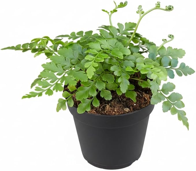 Austral Gem Fern (4 inch) - Pet-Friendly Houseplants - Attractive Indoor Plants, Easy to Grow, Pet Safe Plants for Cats & Dogs, Ideal for Home Decor, Office & Gift