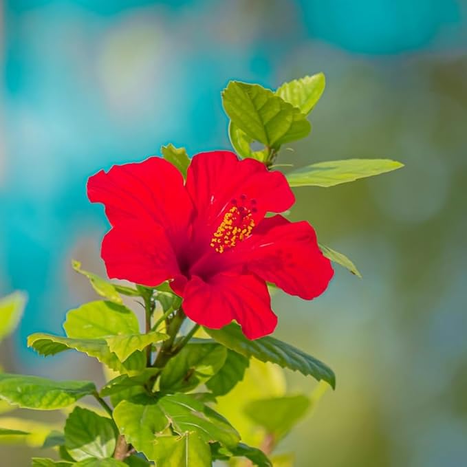 3 Hardy Hibiscus Plants Live, Well Rooted Hibiscus Flower 4-7'' Tall, Flowering Shrub for Garden or Containers Planting (Red)
