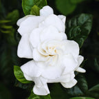 2 Jasmine Plants Live, Climbing Jasmine Flower Plant, Zone 4 to 11, 5 to 7 Inc in Height (Frost Proof Gardenia)