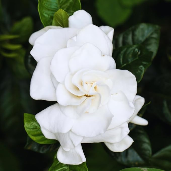 2 Jasmine Plants Live, Climbing Jasmine Flower Plant, Zone 4 to 11, 5 to 7 Inc in Height (Frost Proof Gardenia)