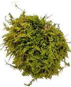 Live Terrarium Moss Assortment