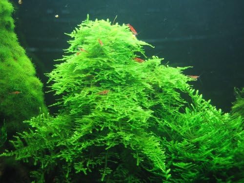Taiwan Moss -Taxiphyllum Alternans - Live Aquarium Plant